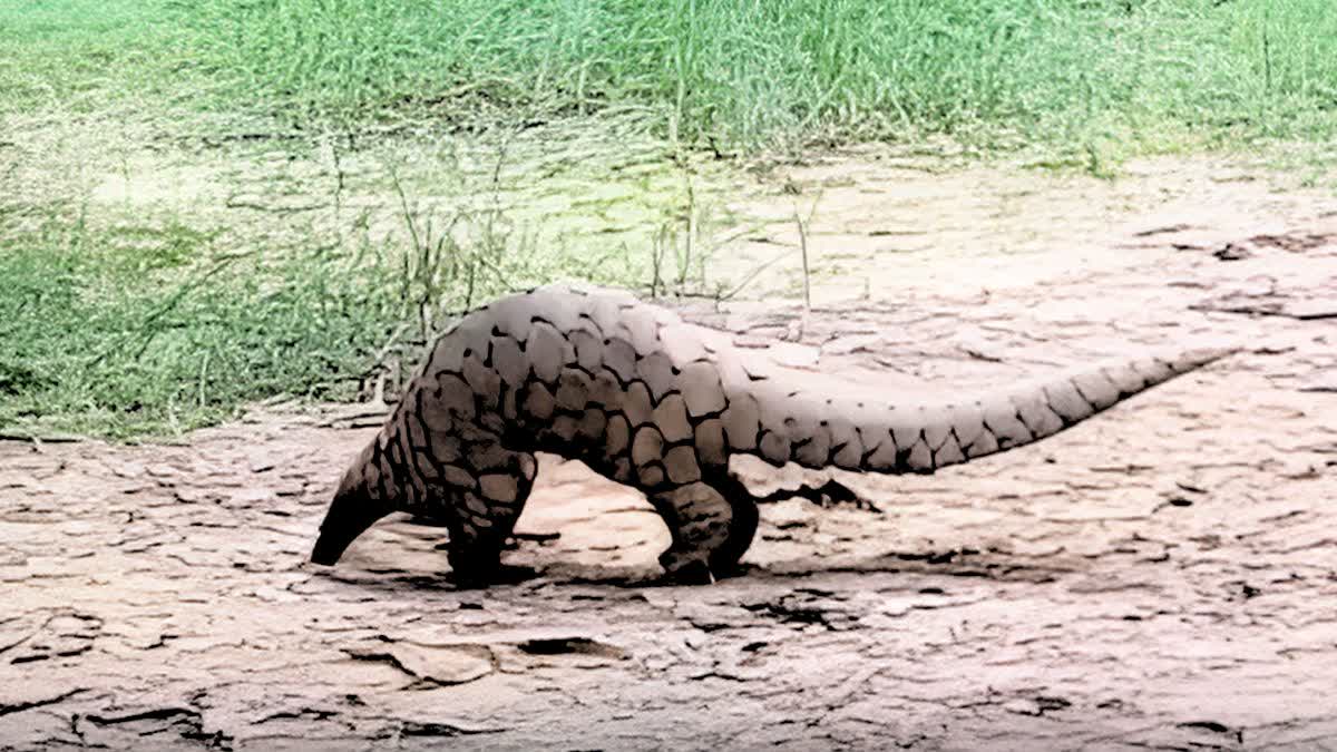 Pangolin Rescue