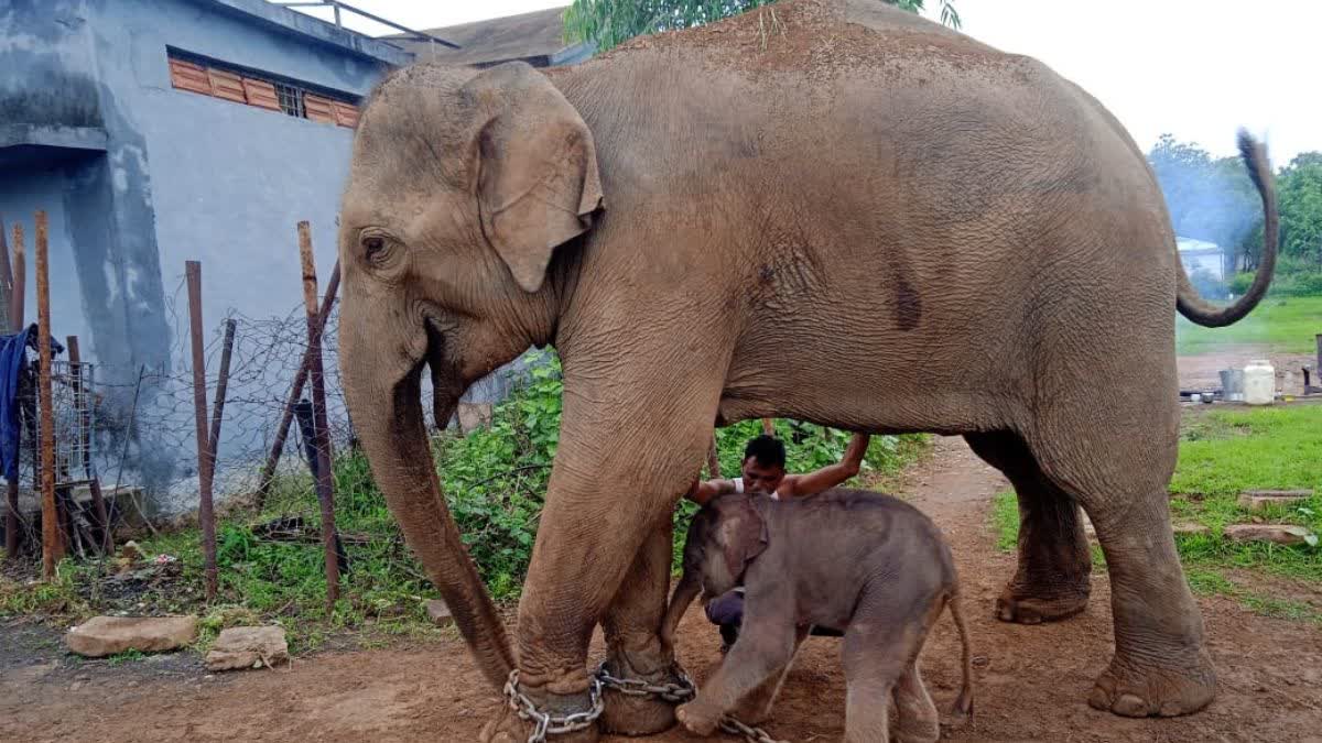 KEN KALI ELEPHANT GAVE BIRTH