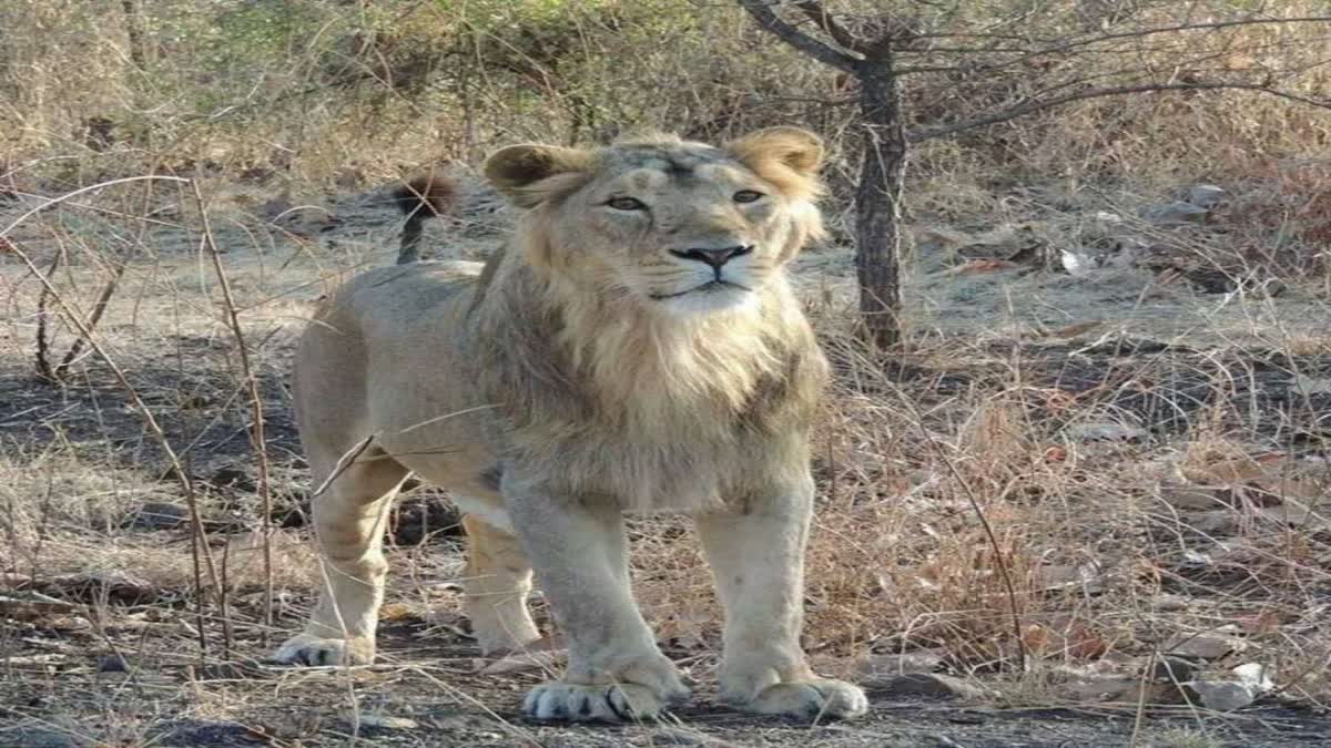 કચ્છમાં હવે સંભળાશે સિંહની ગર્જના