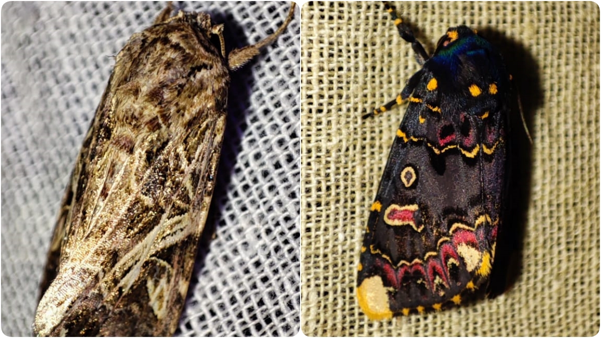 Uttarakhand moth species