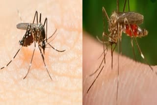 dengue Japanese encephalitis outbreak in lakhimpur: district health department on alert