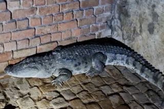 rocodile entered a house in LAKSAR