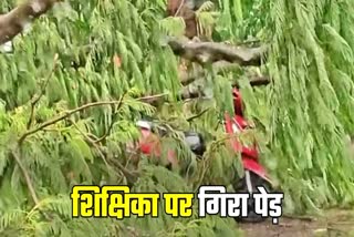 आंधी-बारिश में गिरा पेड़