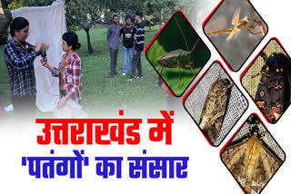 Many species of moth are found in Uttarakhand