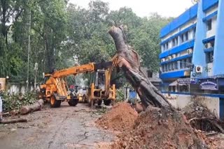 TREE UPROOTED