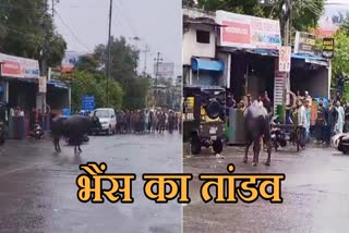 BHOPAL BUFFALO VIRAL VIDEO