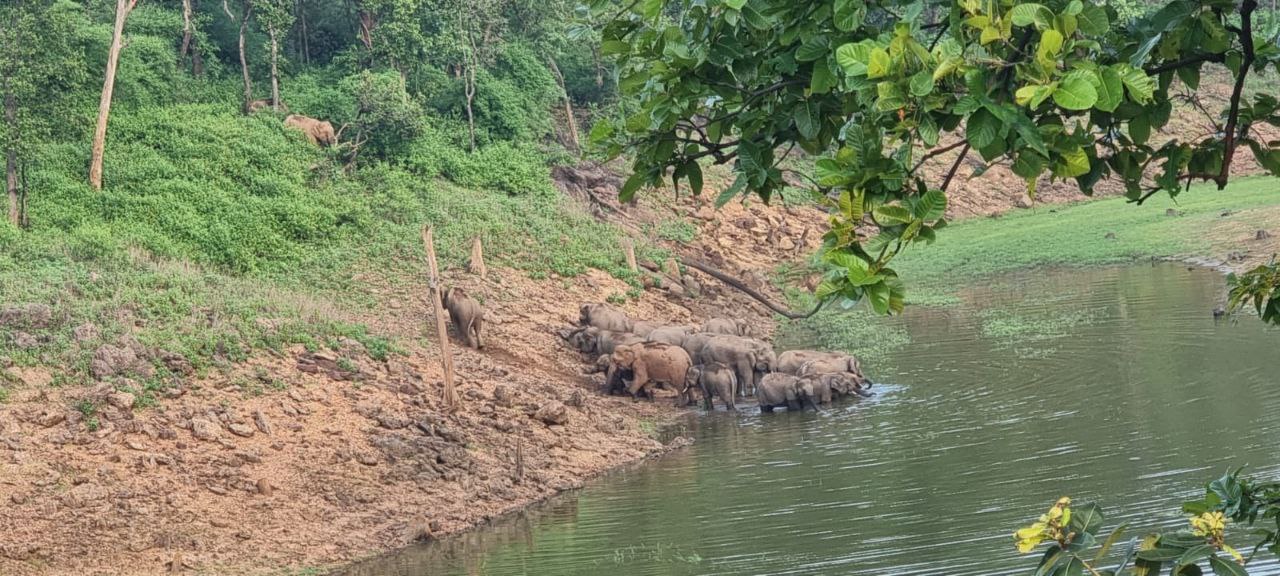 ELEPHANT BUILT NEW HIDEOUT IN MP