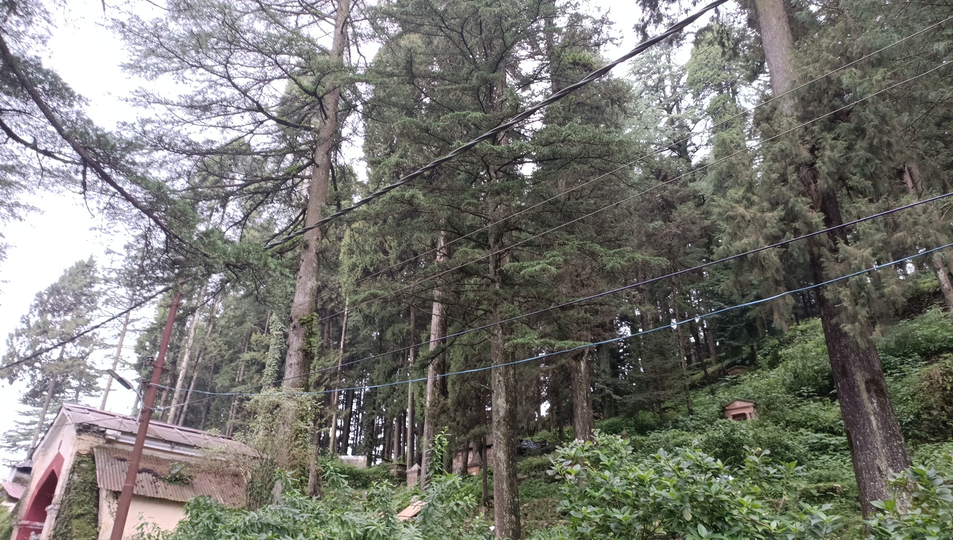 Mussoorie Tree Cutting