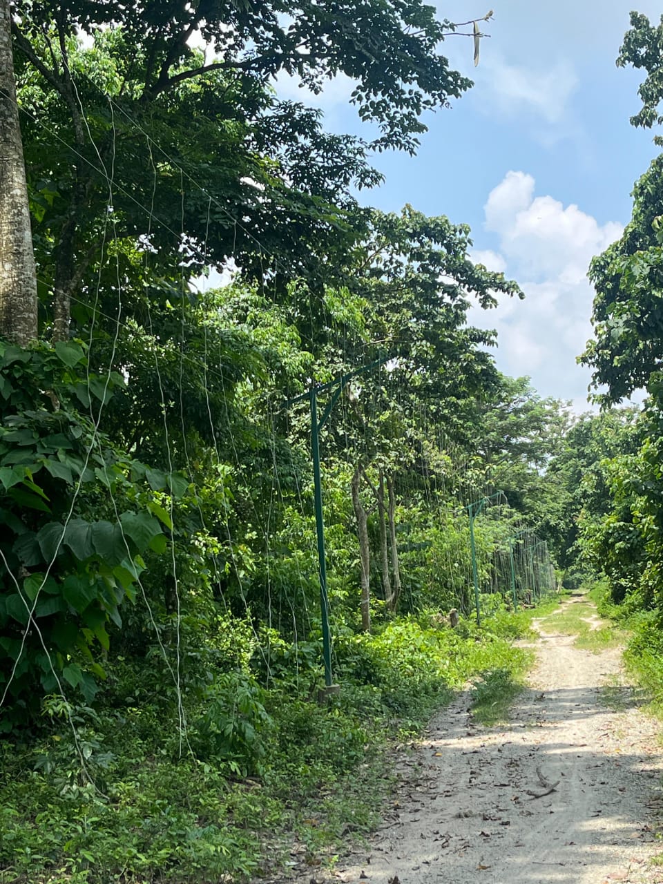 Solar Fencing