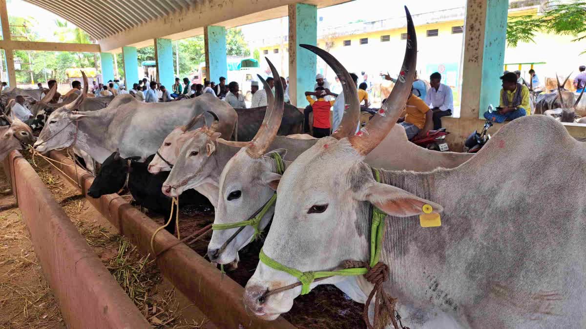 haveri drought situation