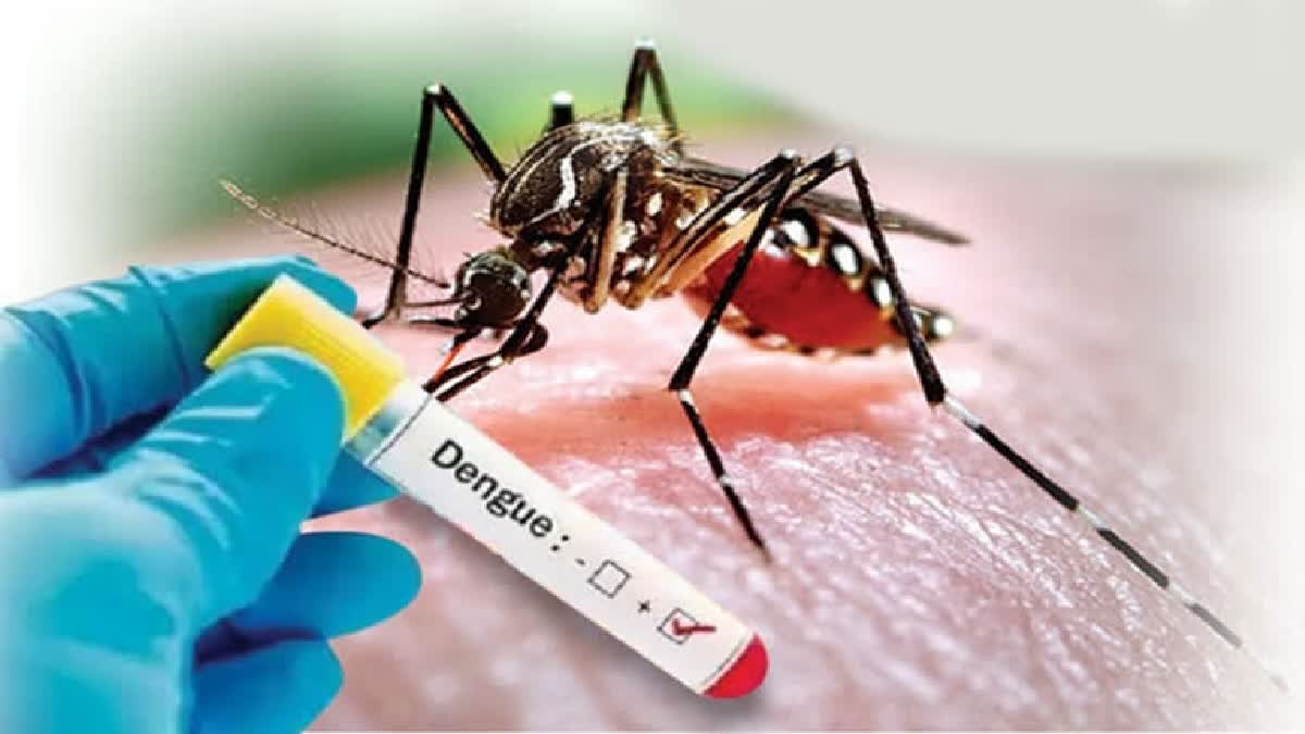 Dengue Fever Symptoms