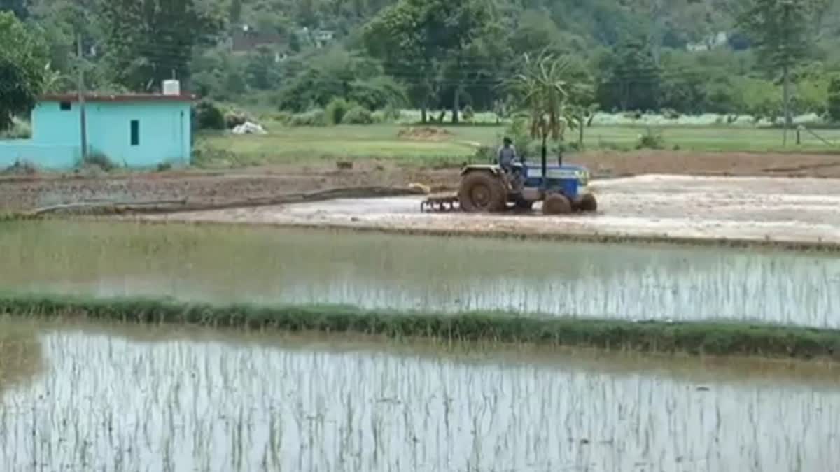 Paddy Cultivation