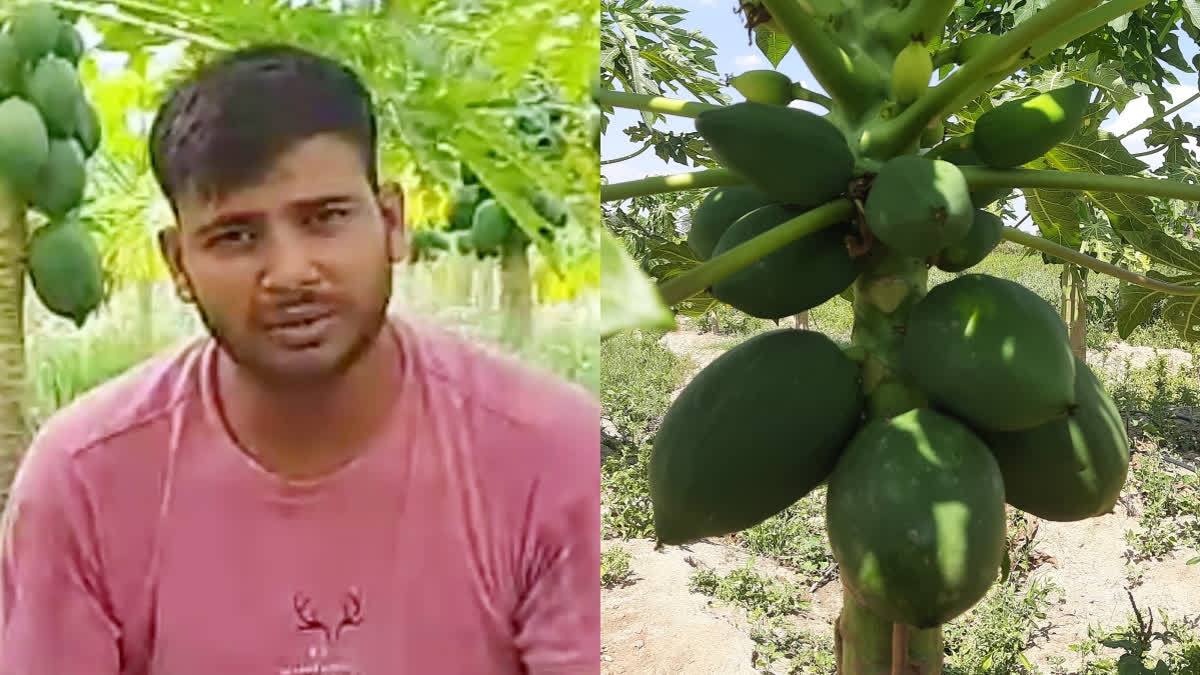 A young man from Rajasthan chose agriculture as his career rather than education, a decision that has bore fruits for him, literally.