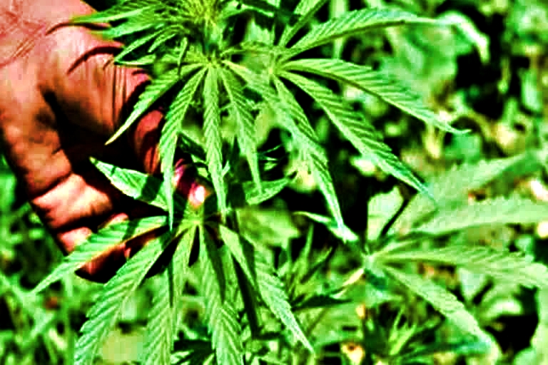 Cannabis Cultivation in Himachal