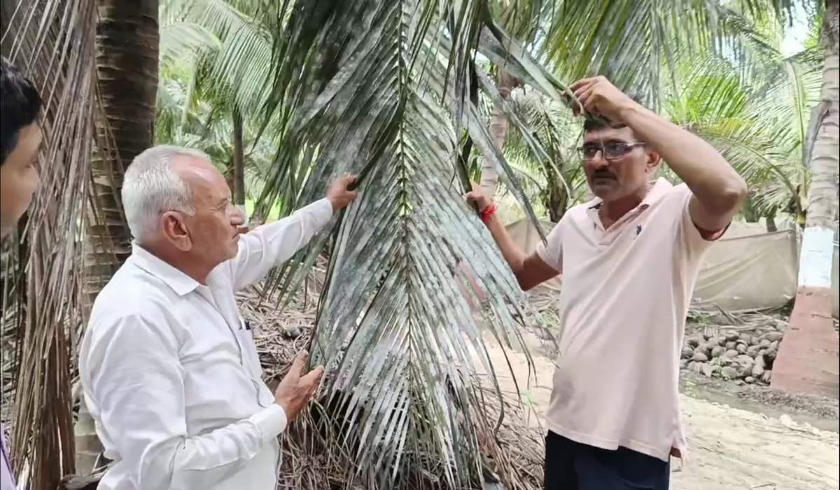 ગુજરાતમાં નાળિયેરની ખેતી અને સમસ્યાઓ