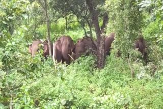 elephant troop in koriya