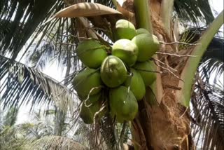 World Coconut Day : કલ્પવૃક્ષની ખેતી સાથે સંકળાયેલો ખેડૂત વિમાસણમાં, નાળિયેરમાં રોગચાળા સહિત આ કારણે ઉત્પાદન ઘટ્યું