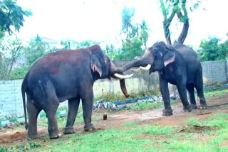 dasara-elephants-in-relaxing-mood-at-mysore-aranya-bhavan