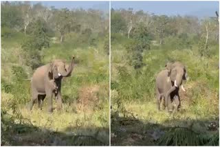 Dasara elephant