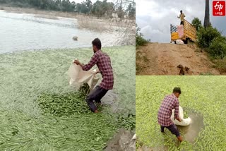 வெண்டைக்காய்யின் விலை வீழ்ச்சி