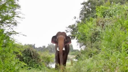 ಕಾಡಾನೆ ಮತ್ತು ಕಾಡು ಹಂದಿ ದಾಳಿ