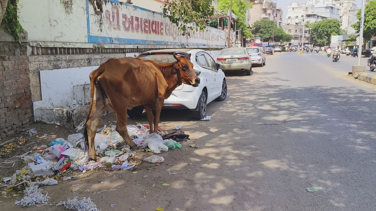 અમદાવાદમાં રખડતા ઢોરનો આંતક