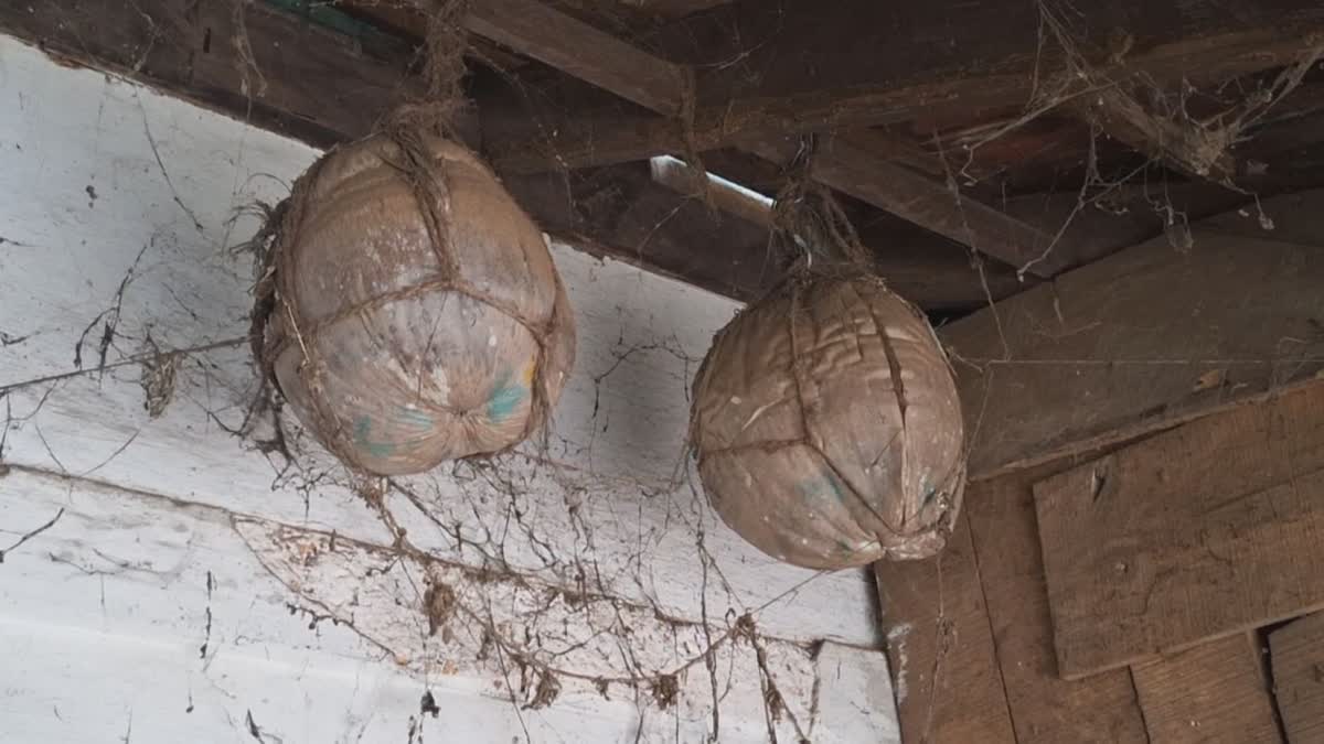 ലോക നാളികേര ദിനം  നാഗത്തുംപാടം നാളികേരങ്ങൾ  WORLD COCONUT DAY  KOZHIKODE NEWS