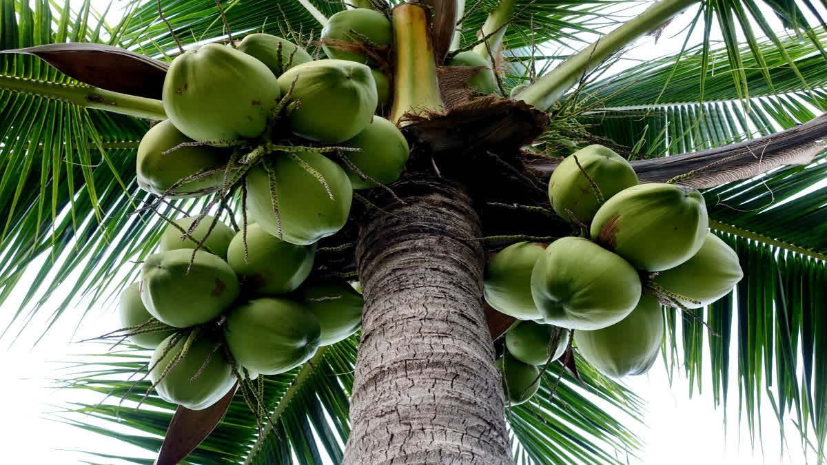 World Coconut Day is celebrated on September 2