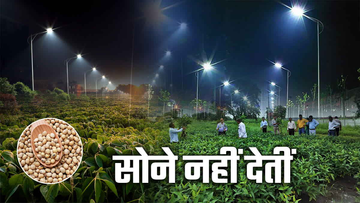 LIGHTS EFFECT ON SOYBEAN CROPS