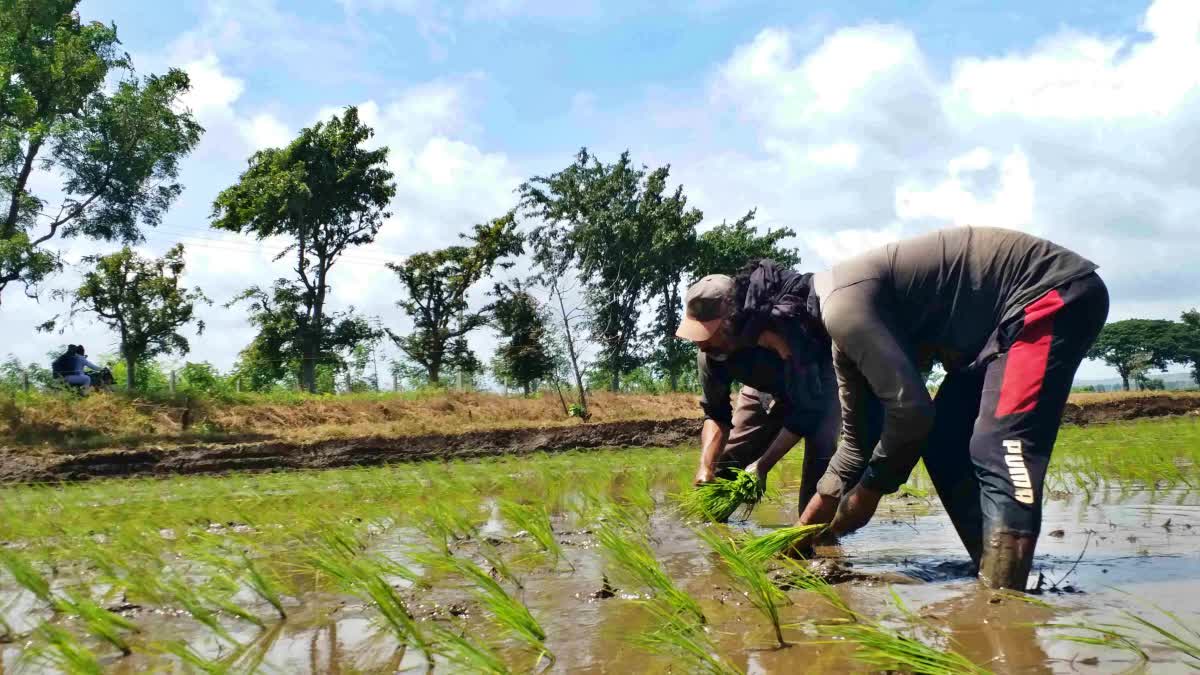 RICE PLANTING