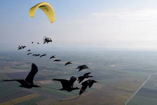 Ren Bald Ibis Bird