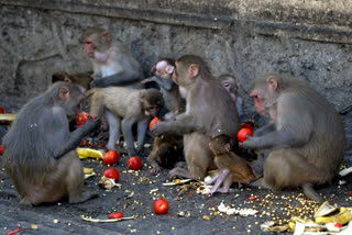 17 monkey were found dead in Bemetara district of Chhattisgarh