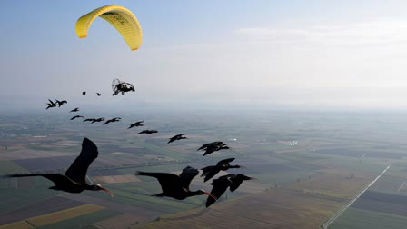 Ren Bald Ibis Bird