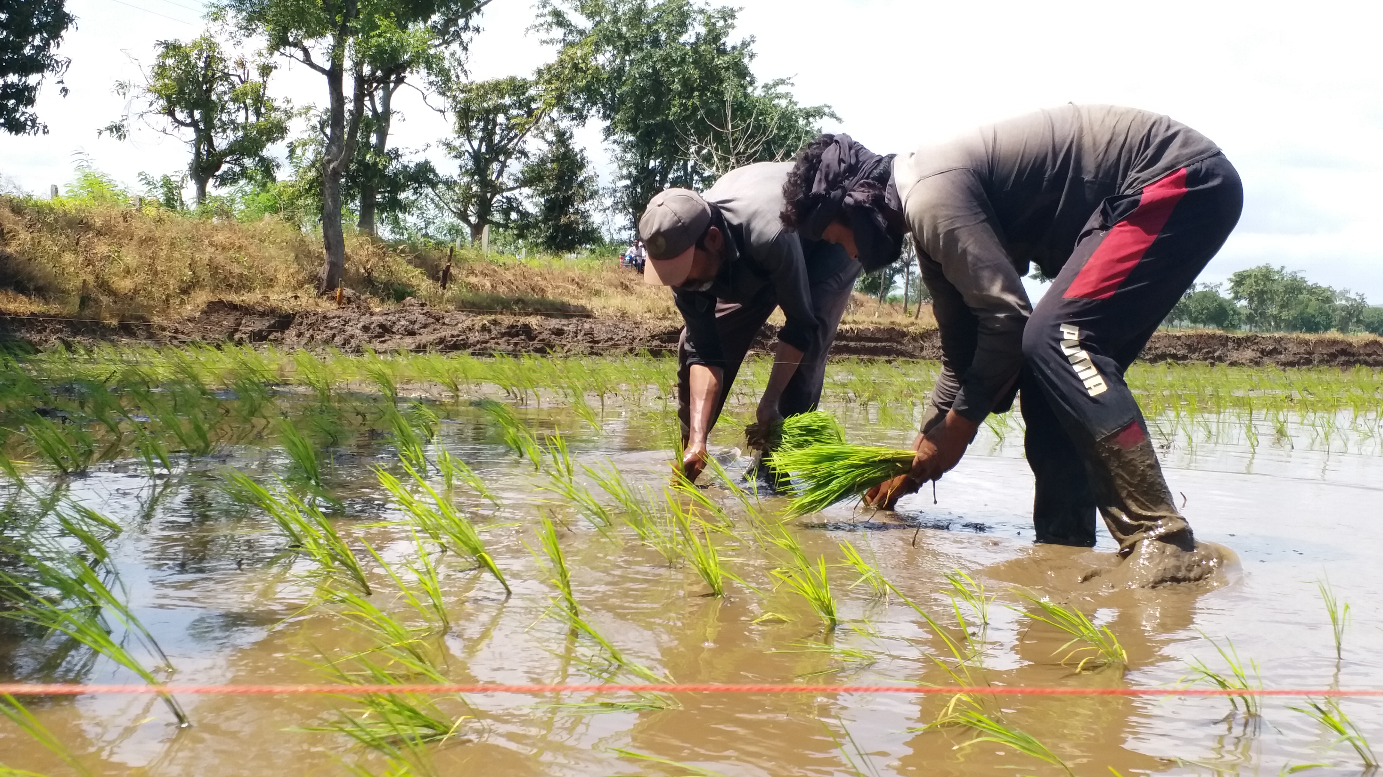 RICE PLANTING