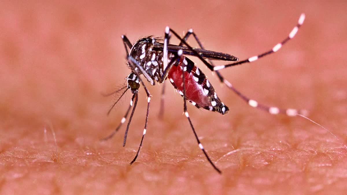बिहार में कम नहीं हो रहे डेंगू का मामले