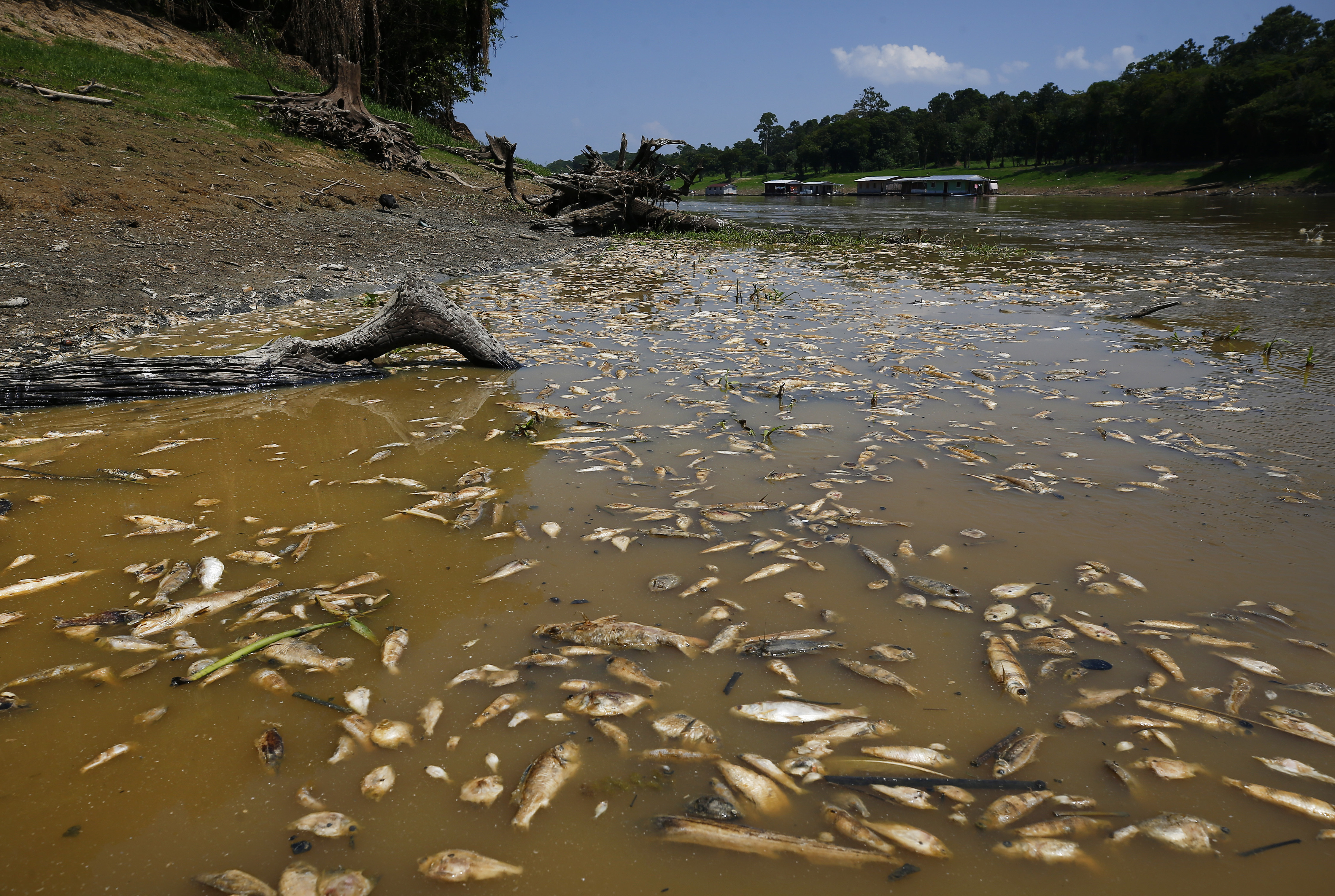 amazon river dolphins dead