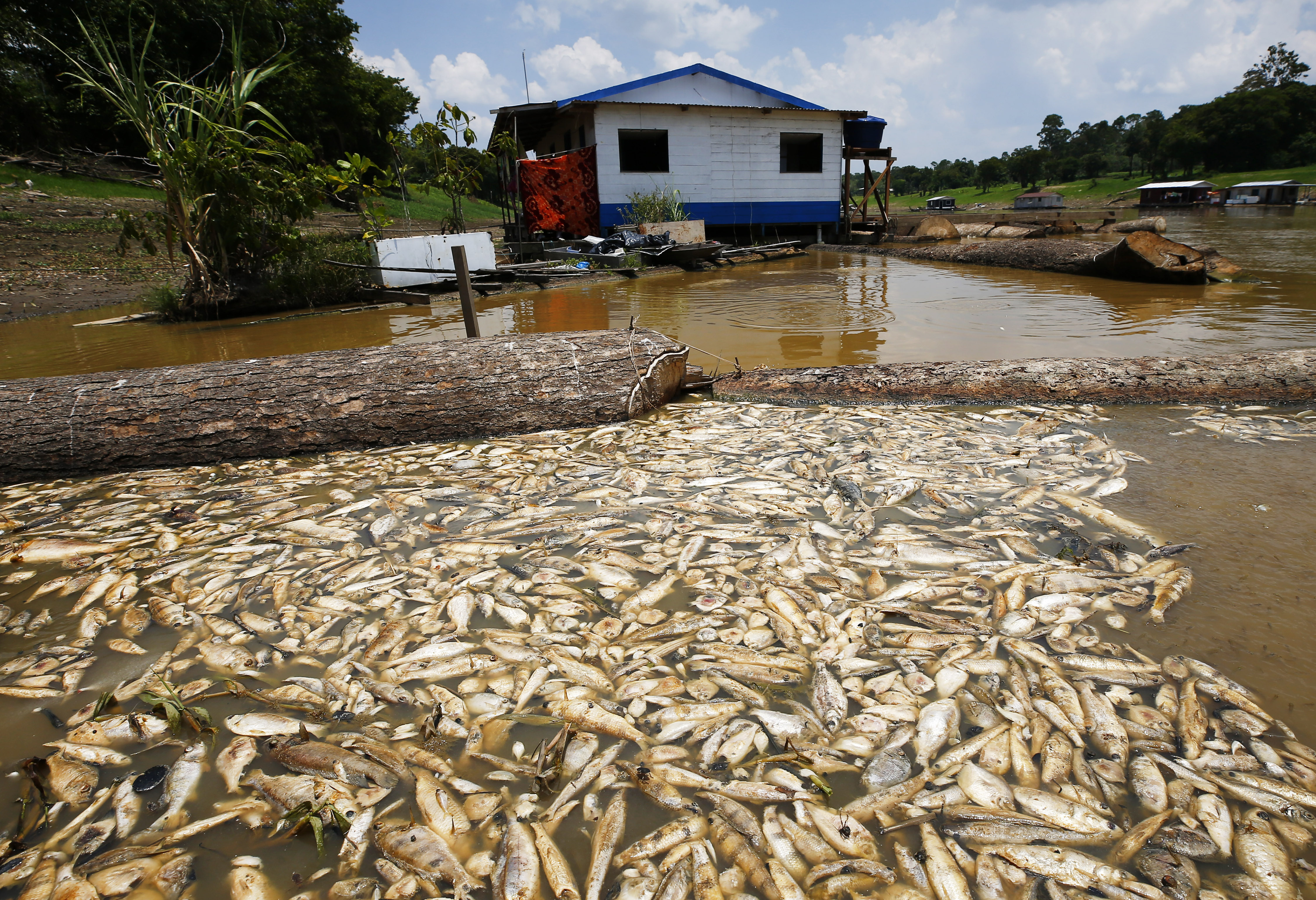 amazon river dolphins dead