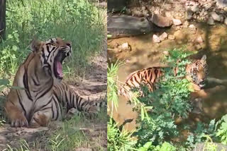 tigers and leopards in satpura tiger reserve