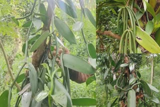 vanilla-cultivation-idukky-price