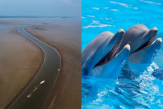 amazon river dolphins dead