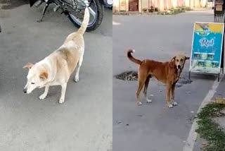 stray-dog-attack-increased-in-chikkamagaluru
