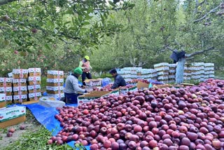 Himachal Apple News