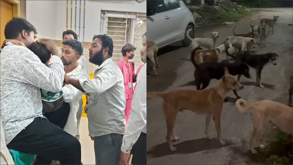 STRAY DOGS  STRAY DOGS ATTACK ON GIRL  RAMANAGARA