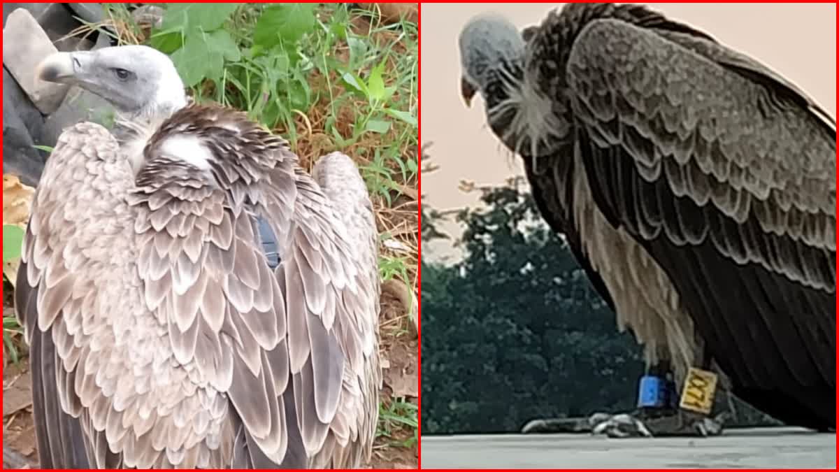 Spy Eagle in Bhadradri District