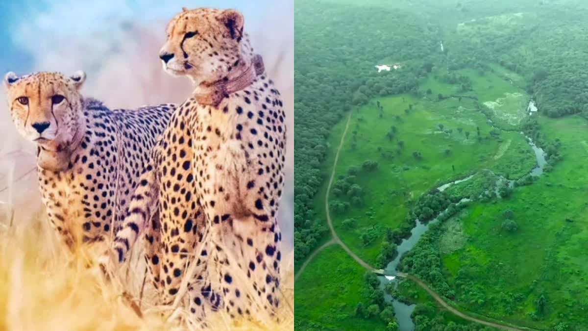 CHEETAH CORRIDOR MADHYA PRADESH