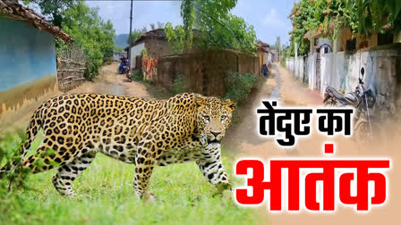 Leopard terror in Kanker