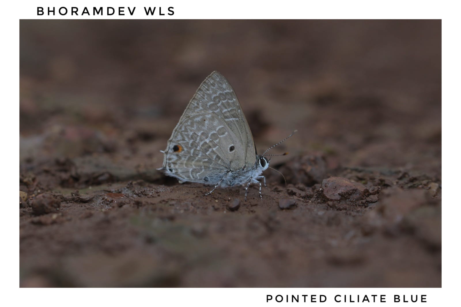 Pointed Ciliate Blue Butterfly