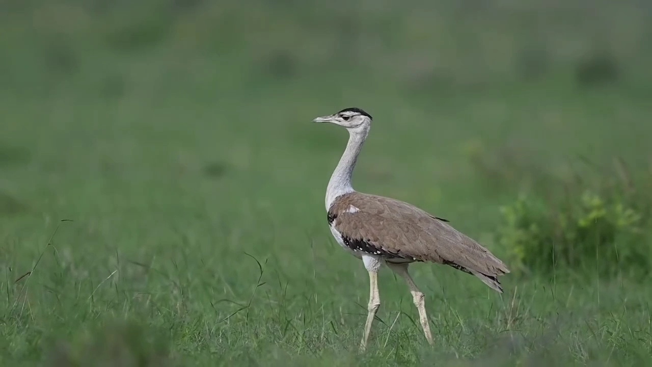 કચ્છમાં વિવિધ પ્રજાતિના પક્ષીઓ જોવા મળ્યા