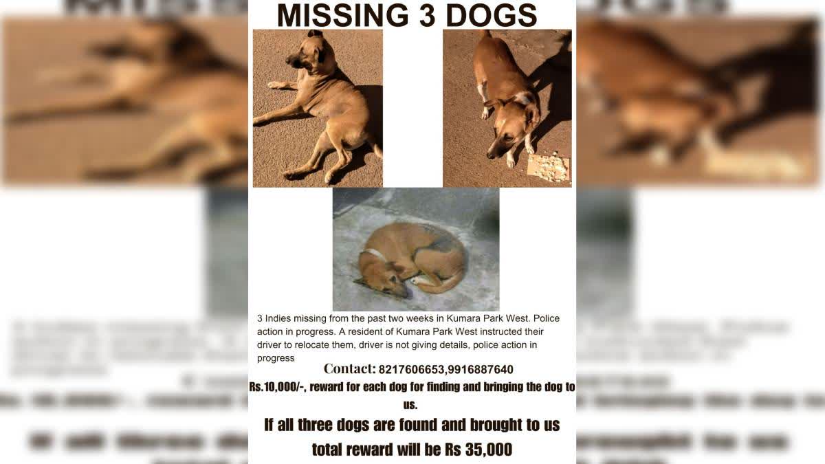 Bengaluru man files complaint after 3 stray dogs go missing, announces reward of Rs 35,000