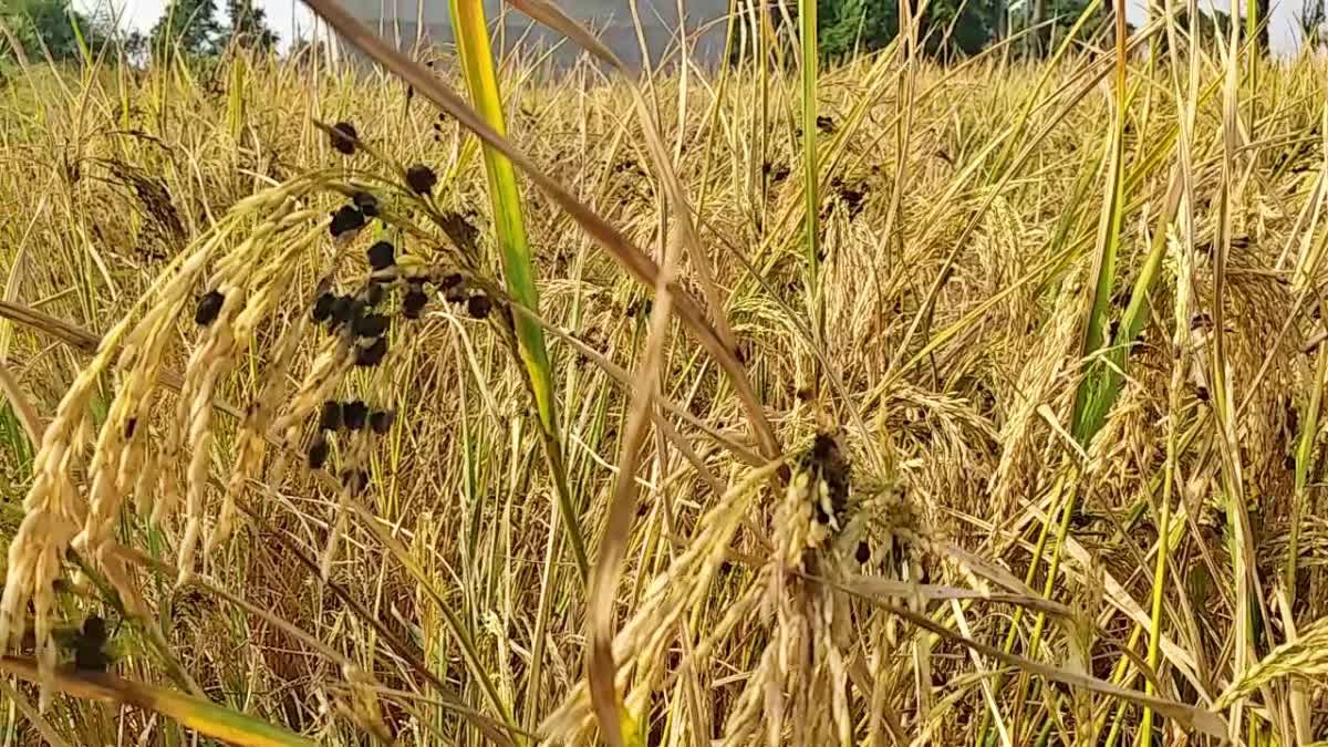 धान की फसल में लगा हरदा रोग